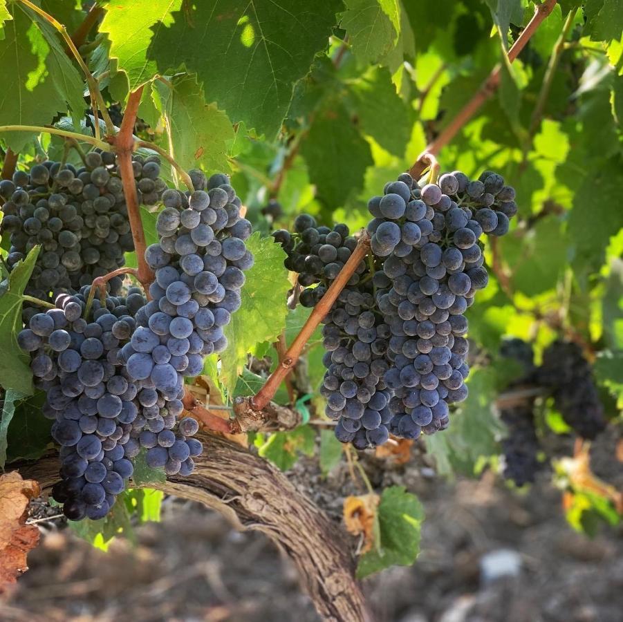 فيلا Fattoria Di Magliano Winery ماليانو إن توسكانا المظهر الخارجي الصورة