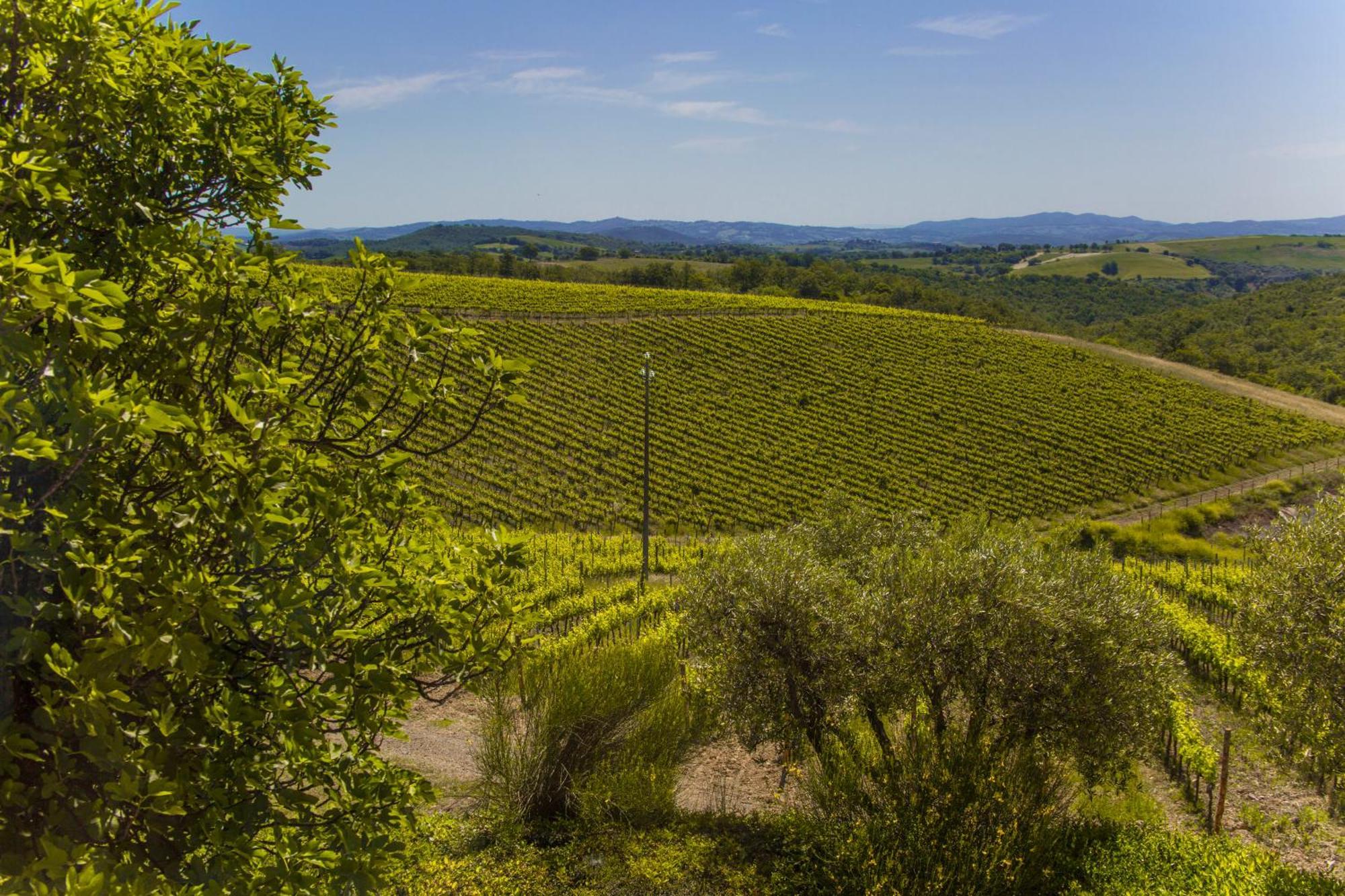 فيلا Fattoria Di Magliano Winery ماليانو إن توسكانا الغرفة الصورة