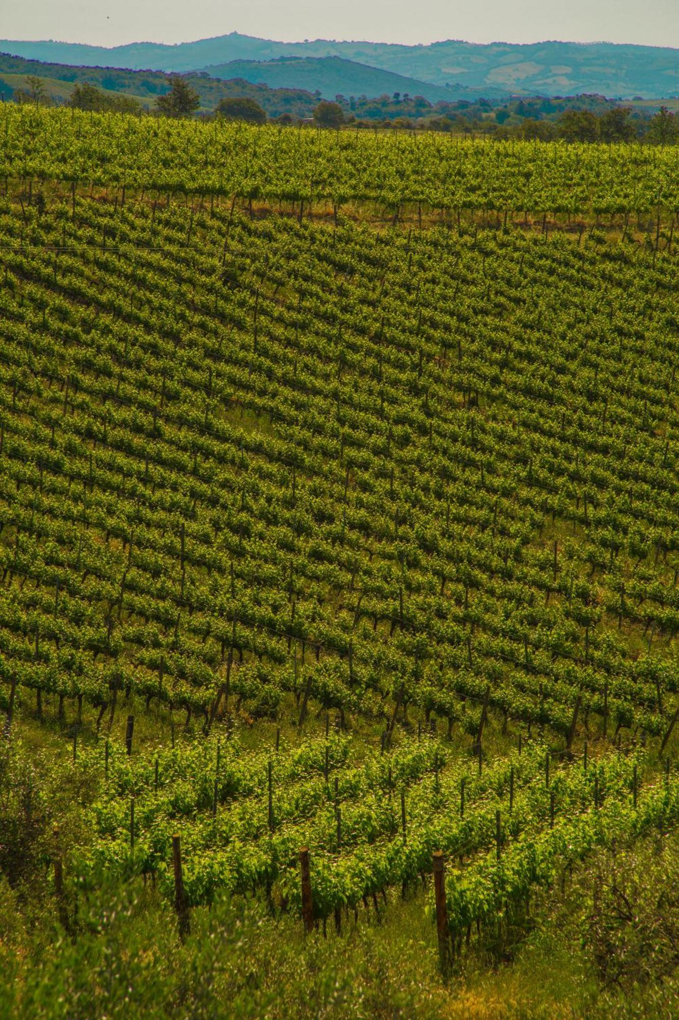 فيلا Fattoria Di Magliano Winery ماليانو إن توسكانا الغرفة الصورة